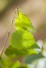 Fragment of a birch branch
