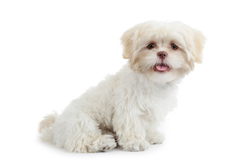 jeune chien shih tzu beige blanc