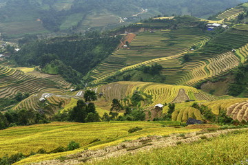 Rice fields on terraced of Mu Cang Chai, YenBai, Vietnam...