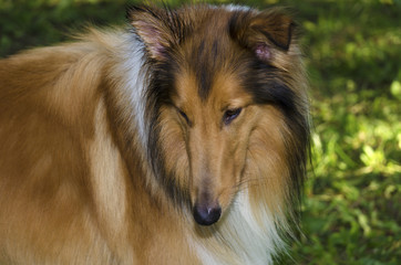 Gorgeous Scottish shepherd in the park