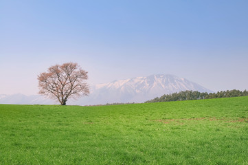 草原の中の一本桜と岩手山