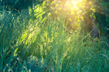 Fototapeta na wymiar Dew drops on fresh green grass in close-up at sunshine.