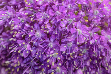 General view of the decorative inflorescences onions