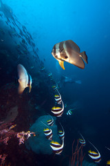 Two batfish over coral reff.