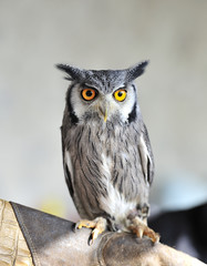very nice little owl