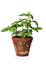 basil in a pot