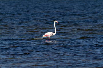 Fototapeta premium Flamingo pink