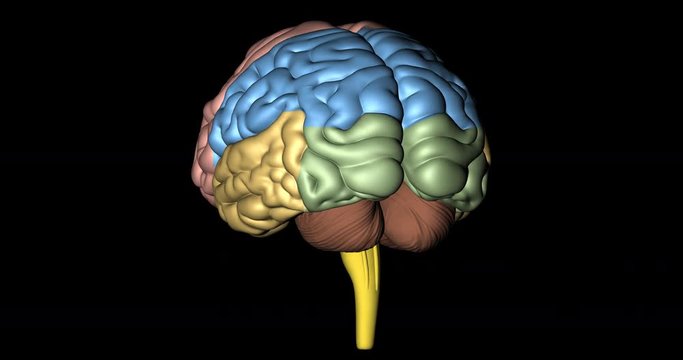Animation of cerebrum, cerebellum and medulla oblongata, of human body, in rotation over black background in format 4K
