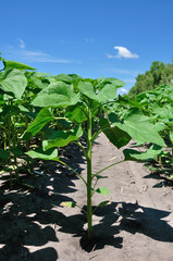 Sunflower plant