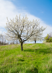 Fototapeta premium Cherry Blossoms on the Italian hills in spring.