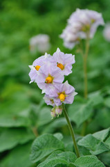 Light violet flowers of blooming potato
