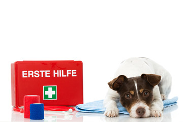 Erste Hilfe beim Hund