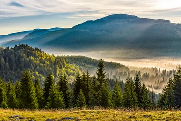 Foto op Plexiglas fog on hot sunrise in forest © Pellinni