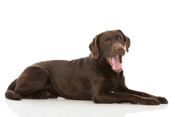 Gähnender Labrador Retriever