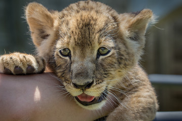 Fototapeta premium lion cub