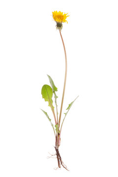 Fototapeta Whole dandelion plant.