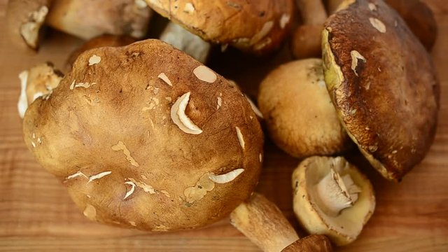Boletus edulis. Mushrooms.