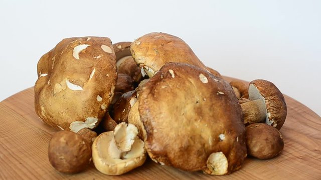 Boletus edulis. Mushrooms.