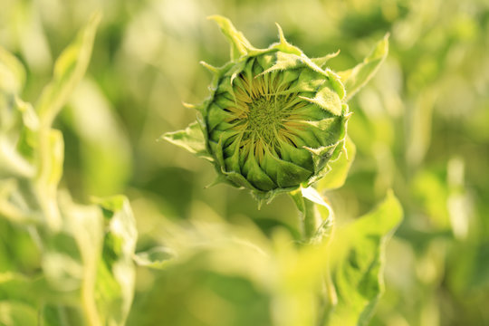 geschlossene Sonnenblume