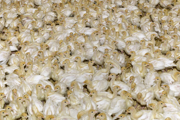 White Turkey Chick Crowd