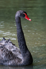 Fototapeta premium Schwarzer Schwan