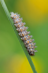 Melitaea didyma caterpillar