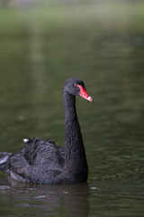 Fototapeta premium Trauerschwan