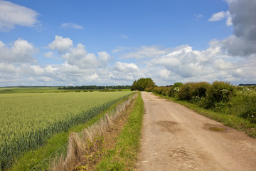 bridleway with wheat field