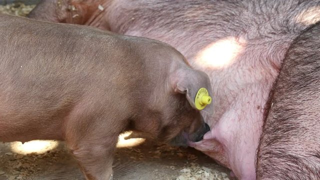  piglets drink mother's milk