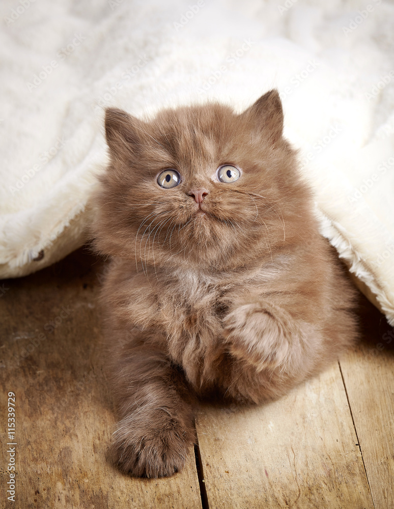 Wall mural brown british longhair kitten