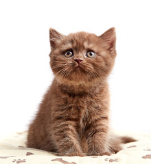 brown british short hair kitten