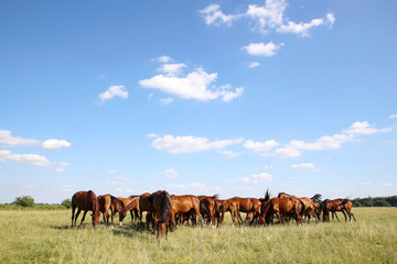 Naklejka na ściany i meble Herd of gidran horses eating fresh green grass summertime