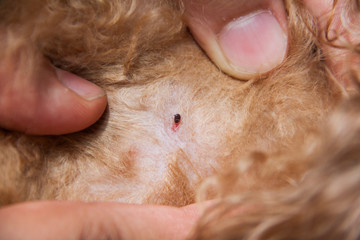 Closeup of mite and fleas infected on dog fur skin