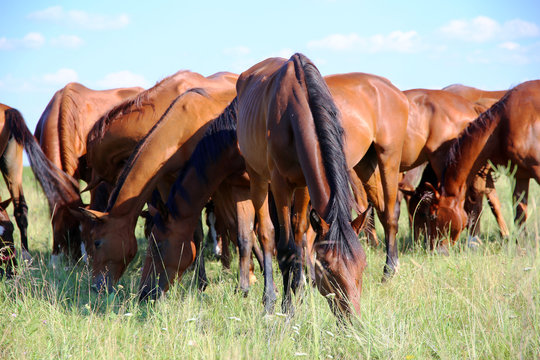Horses for christmas videos