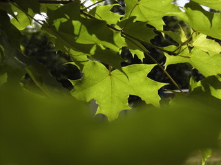 Maple leaves