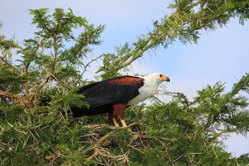 Fototapeta premium African fish eagle (Haliaeetus vocifer) in Queen Elizabeth National Park, Uganda