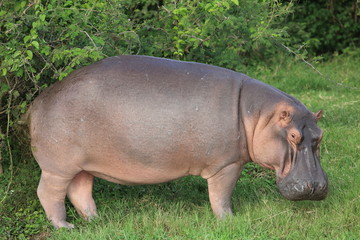 Fototapeta na wymiar Hippopotamus (Hippopotamus amphibius) in Queen Elizabeth National Park, Uganda