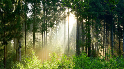 Fototapeta na wymiar Wald bei Sonnenaufgang
