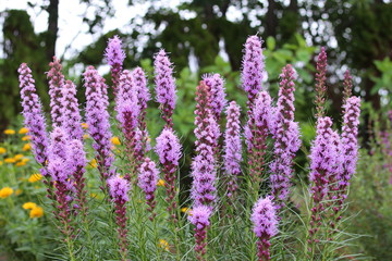 Fototapeta premium リアトリス