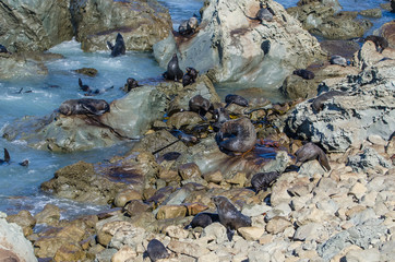 Wild seals in Kaikoura,New Zealand