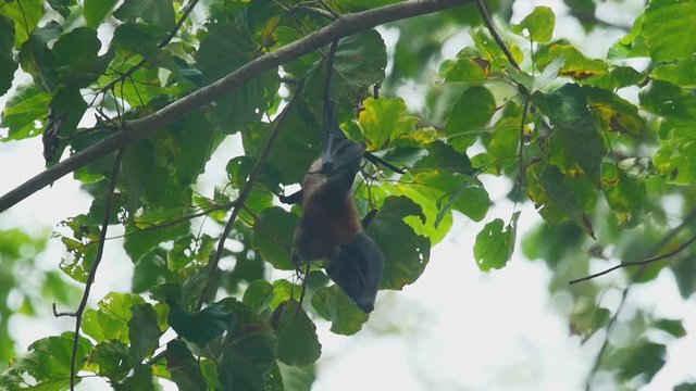 Flying fox hangs on a tree branch