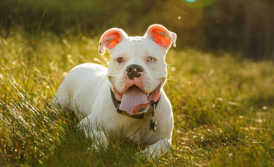 White Boxer dog lying in long grass field 