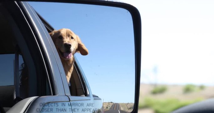 Golden Retriever Dog with his head out of the car window on a drive