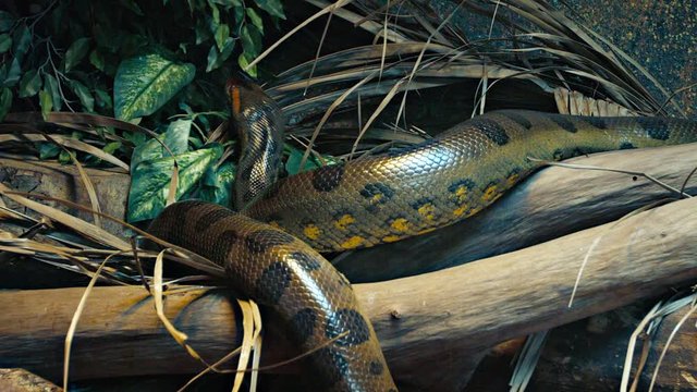Lone anaconda, slithers along a driftwood branch in his habitat enclosure at a popular public zoo.
