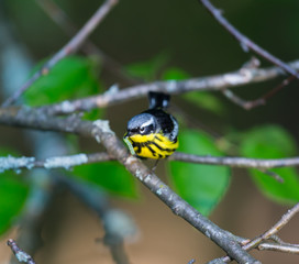 The Magnolia Warbler is a handsome and familiar warbler of the northern forests. Though it often forages conspicuously and close to the ground, it is a very shy and hard to photograph.