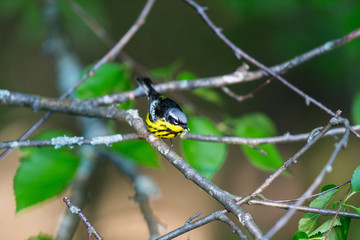 The Magnolia Warbler is a handsome and familiar warbler of the northern forests. Though it often forages conspicuously and close to the ground, it is a very shy and hard to photograph.
