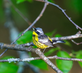 The Magnolia Warbler is a handsome and familiar warbler of the northern forests. Though it often forages conspicuously and close to the ground, it is a very shy and hard to photograph.