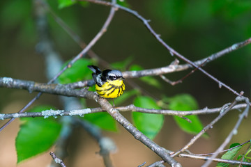 The Magnolia Warbler is a handsome and familiar warbler of the northern forests. Though it often forages conspicuously and close to the ground, it is a very shy and hard to photograph.