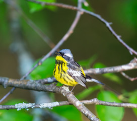 The Magnolia Warbler is a handsome and familiar warbler of the northern forests. Though it often forages conspicuously and close to the ground, it is a very shy and hard to photograph.