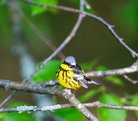 The Magnolia Warbler is a handsome and familiar warbler of the northern forests. Though it often forages conspicuously and close to the ground, it is a very shy and hard to photograph.